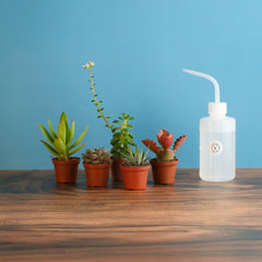 Grower's Choice Succulent Symphony Bundle 3 or 5 pk