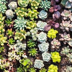 Grower's Choice Succulent Symphony Bundle 3 or 5 pk