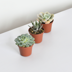 Grower's Choice Succulent Symphony Bundle 3 or 5 pk