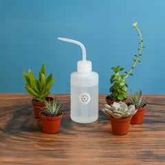 Grower's Choice Succulent Symphony Bundle 3 or 5 pk