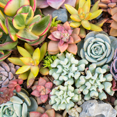 Grower's Choice Succulent Symphony Bundle 3 or 5 pk