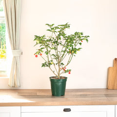 Sweety Drop Pepper Pimenta Biquinho Little Beak Pepper Plant