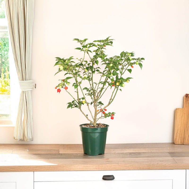 Sweety Drop Pepper Pimenta Biquinho Little Beak Pepper Plant