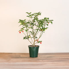 Sweety Drop Pepper Pimenta Biquinho Little Beak Pepper Plant