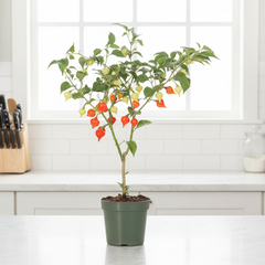 Sweety Drop Pepper Pimenta Biquinho Little Beak Pepper Plant