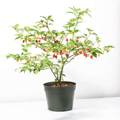 Sweety Drop Pepper Pimenta Biquinho Little Beak Pepper Plant