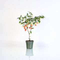 Sweety Drop Pepper Pimenta Biquinho Little Beak Pepper Plant