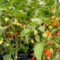 Sweety Drop Pepper Pimenta Biquinho Little Beak Pepper Plant
