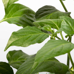 Sweety Drop Pepper Pimenta Biquinho Little Beak Pepper Plant