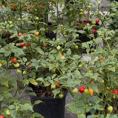 Sweety Drop Pepper Pimenta Biquinho Little Beak Pepper Plant