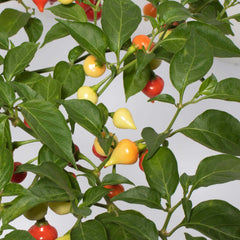 Sweety Drop Pepper Pimenta Biquinho Little Beak Pepper Plant