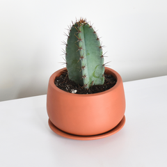 Night Blooming Peruvian Apple Cactus