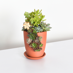 Succulent Terracotta Creations DIY Kit