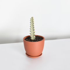 White Ghost Albo Succulent Plant