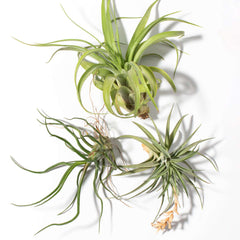 Tillandsia Grower's Choice Airplant 3 Pack Bundle