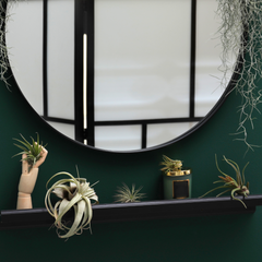 Tillandsia Grower's Choice Airplant 3 Pack Bundle