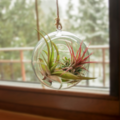 Tillandsia Grower's Choice Airplant 3 Pack Bundle