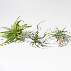 Tillandsia Grower's Choice Airplant 3 Pack Bundle
