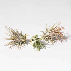 Tillandsia Grower's Choice Airplant 3 Pack Bundle