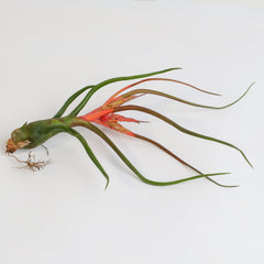 Tillandsia Bulbosa Air Plant