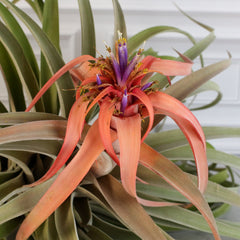 Tillandsia Capitata Peach Air Plant