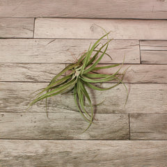 Tillandsia Capitata Peach Air Plant