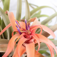 Tillandsia Capitata Peach Air Plant