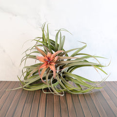 Tillandsia Capitata Peach Air Plant