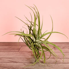 Tillandsia Capitata Peach Air Plant
