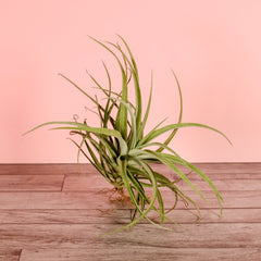 Tillandsia Capitata Peach Air Plant