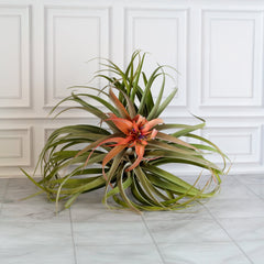 Tillandsia Capitata Peach Air Plant