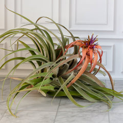 Tillandsia Capitata Peach Air Plant