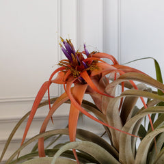 Tillandsia Capitata Peach Air Plant