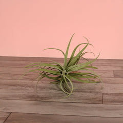 Tillandsia Capitata Peach Air Plant
