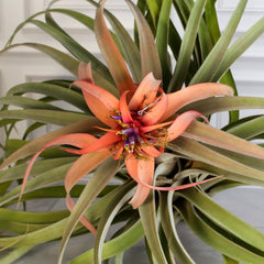 Tillandsia Capitata Peach Air Plant