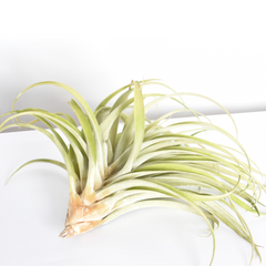 Tillandsia Capitata Peach Air Plant