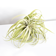 Tillandsia Capitata Peach Air Plant