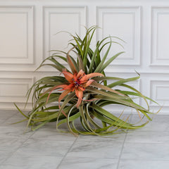 Tillandsia Capitata Peach Air Plant