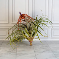 Tillandsia Capitata Peach Air Plant