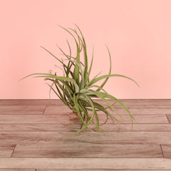 Tillandsia Capitata Peach Air Plant