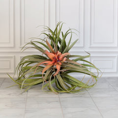 Tillandsia Capitata Peach Air Plant