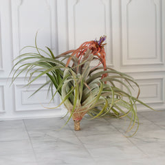Tillandsia Capitata Peach Air Plant
