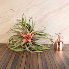 Tillandsia Capitata Peach Air Plant