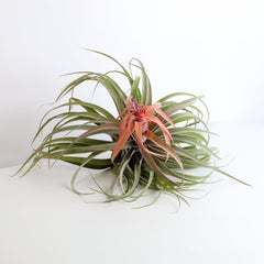 Tillandsia Capitata Peach Air Plant