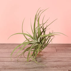 Tillandsia Capitata Peach Air Plant