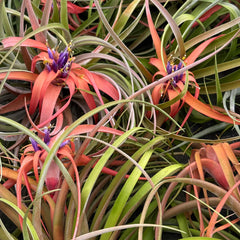Tillandsia Capitata Peach Air Plant