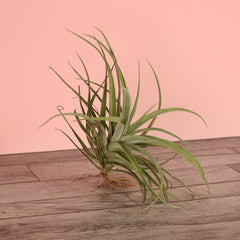 Tillandsia Capitata Peach Air Plant