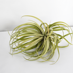 Tillandsia Capitata Peach Air Plant