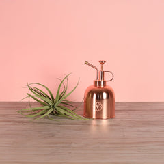 Tillandsia Capitata Peach Air Plant