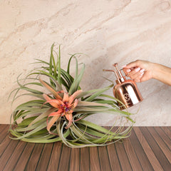 Tillandsia Capitata Peach Air Plant